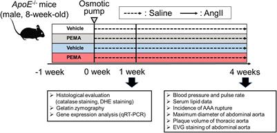 Pemafibrate Prevents Rupture of Angiotensin II-Induced Abdominal Aortic Aneurysms